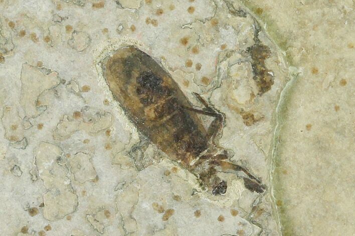 Fossil March Fly (Plecia) - Green River Formation #135889